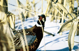 Photo Courtesy of USDA NRCS