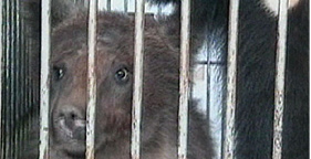 Caged Bear - Bear Bile Farm
