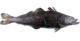Patagonian Toothfish