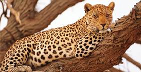 Leopard in Tree