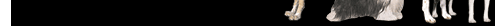 American Kennel Club