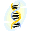 picture of a DNA strand