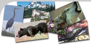 Collage - Grizzly, Wolf, Mountains, WildFlowers, Crane, Salmon