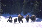 Snowmobile with bison in Greater Yellowstone. WY, MT & ID   Irene Owsley Spector 