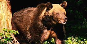 Grizzly bear