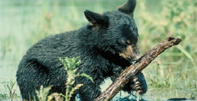 Bear Cub with Stick