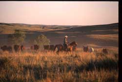 Rancher on horseback in Nebraska