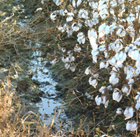 Untimely rains and hurricanes disrupted harvest and hurt cotton production in many areas of the Mid-South and Southeast.